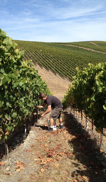 Winemaker Mark Horvath